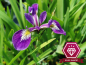 Mobile Preview: Iris versicolor Kermesina - rot-violette Sumpfschwertlilie